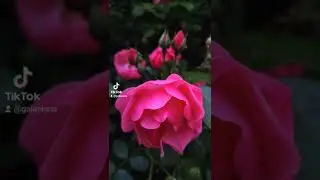 Ukrainian flowers 🌺