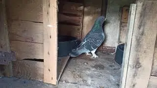 Yılın son videosu ve yeni kuşlar, yeni kafes!