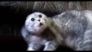 cat metal🤟😎🤟  Tiktok  megakrass_