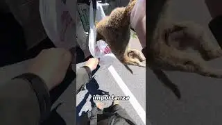 He Collects Strays to Give Them Respect