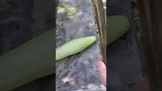 Жестокое убийство кабачка топором.