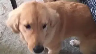 Dog edit #2