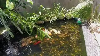 8bulan kolam outdor tanpa kuras,tanpa ganti air tapi masih bening | ikannya udah pada gede