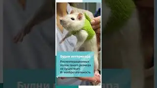 Домашняя крыса после операции