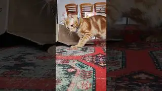 ❤ Кот АЛЕКС ❤.                                                                      Вратарь от Бога