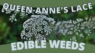 Edible Weed: QUEEN ANNE'S LACE (Daucus carota)