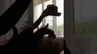 кринге :D #рек #драконынаруку #хочуврек #драконы