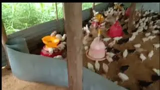cara merawat doc ayam joper yang baik dan benar AKSARA PETERNAK KAMPUNG