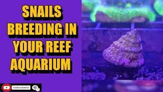 Snails Breeding in your Reef Aquarium???   HD 1080p