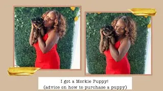 I Got A Morkie Puppy! | Advice on How to Purchase a Puppy