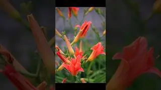Photographing nature 