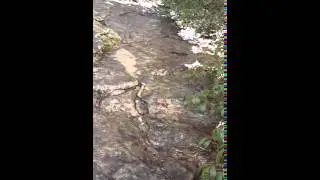 3-4-16  Shorty vid of path up Blood Mtn, GA being granite stream