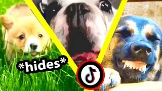 Oh no it's TikTok memes with Pets that I have to watch I guess | funny tiktok compilation