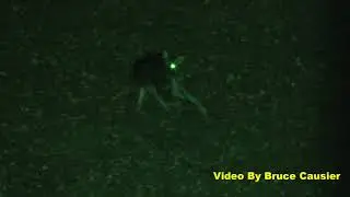 Coyote With Glowing Green Eyes