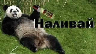 Истории панды: Жиза (много мата)