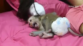 Monkey Baby Donal Cry Angry When Sleepy