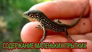 СОДЕРЖАНИЕ МАЛЕНЬКИХ ПРЫТКИХ ЯЩЕРИЦ! КАК УХАЖИВАТЬ ЗА МАЛЕНЬКИМИ ПРЫТКИМИ ЯЩЕРИЦАМИ! EXO TOP