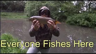Stalking Pressured Carp