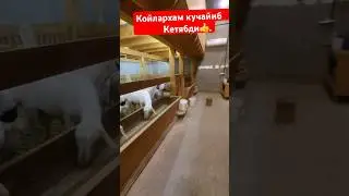 Кочкор бокиш 