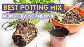 Soil Mix for Monstera Adansonii