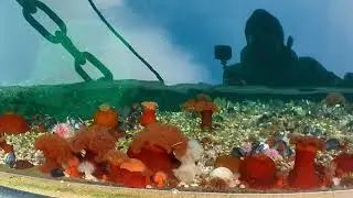 Sea Urchins, Fluffy anemonas and Mussels - 010225