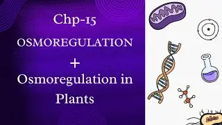 Osmoregulation introduction|Osmoregulation in plants|hydrophytes,xerophytes,mesophytes|class 12