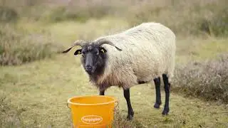 Heideschnucken