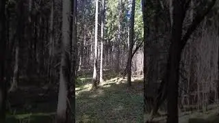 Весенний лес