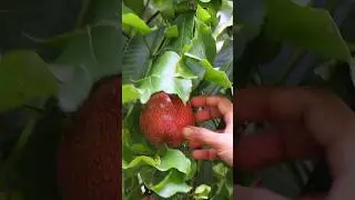 Picking Passion Fruit #orchard #fruitpicking #agriculture #garden #farming #shorts #harvesting