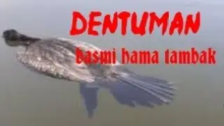DENTUMAN ditambak sidoarjo