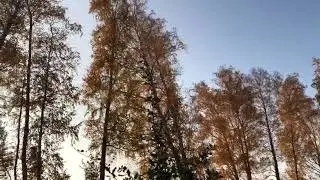 Дачные-осенние прогулки по лесу