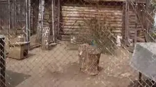 Павлин распушил хвост (Саранский зоопарк)