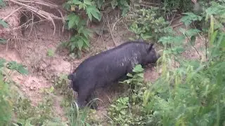 Hog Hunting The River , The Hardest Hunt Ever
