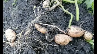 Вырастила картофель из семян