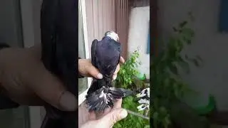 голуби#shortvideo