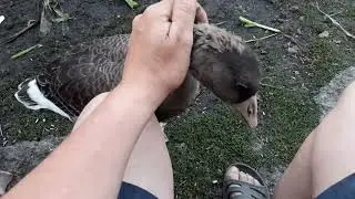 ДИКІ НАГЛІ ГУСИ 🤪