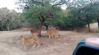 Lions in Gir safari, Gujarat, khushboo gujarat ki, Many Asiatic Lions