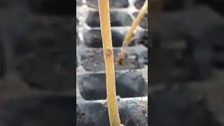 Павлонія із насіння, що головне? Paulownia from seeds, what is important? #shortsvideo #shorts