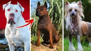 [Top 10 raças de cães Raras] que possuem uma aparência única