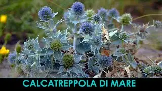 VErba Volant - Calcatreppola!