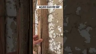Termites are eating your house🤯