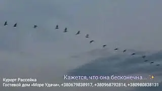 РАССЕЙКА: стая пеликанов в Рассейке / Курорт Рассейка / Пеликаны в Рассейке