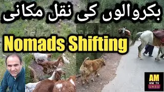 Lifestyle of Bakarwal Family |Gujjar Bakarwal life|Nomadic life In Kashmir|Story of Bakarwal family