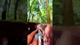 O toboágua no meio da floresta.