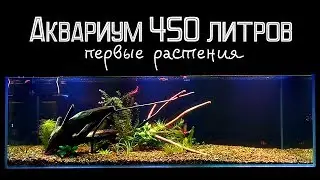 Растения в аквариуме 450 литров