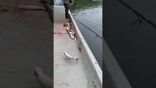 Нереальная рыбалка . 