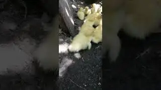 утята появились. 