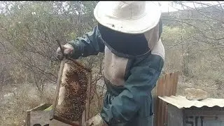 APIÁRIO BREJOS. 5° ALIMENTAÇÃO COM A LINHA MELIPRÓ.