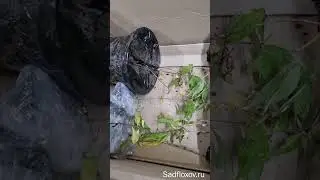 Получила флоксы в горшках