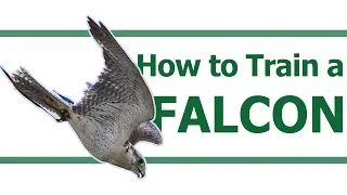 How I trained the fastest animal | How to fly a Falcon | Flying the fastest animal in the world